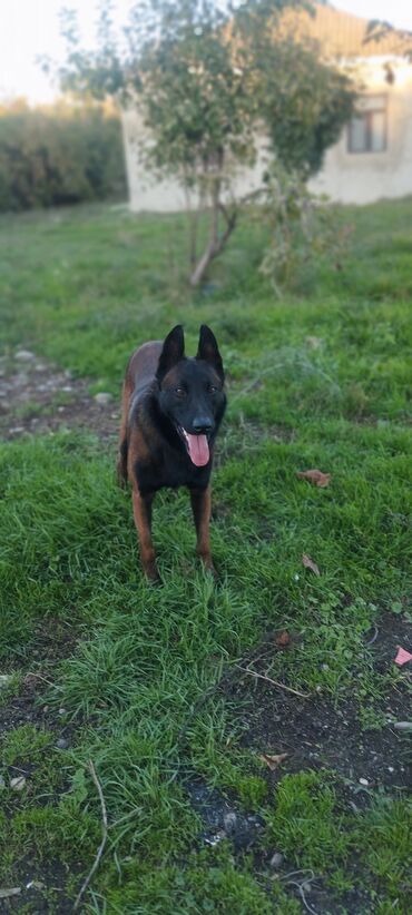 İtlər: Belçika çoban iti, 3 ay, Dişi, Pulsuz çatdırılma — 1