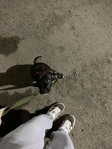 возьму собаку: 🐾 Заботливая передержка и выгул собак 🐾 Вам срочно нужно улететь — 3
