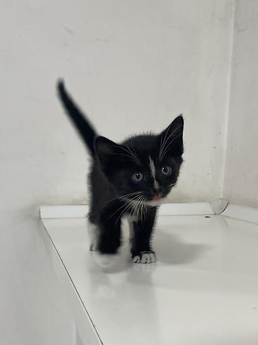 кошка черная: Котята в добрые руки! Им около месяца, скорее всего мальчики, пока — 2