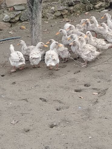 Ördəklər: Dilli ordekler — 11