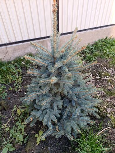 ищу работу на охрану: Көчөттөр дарактардын: Карагайлар