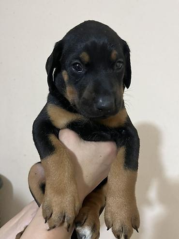 dişi doberman: Doberman, 1 ay — 4