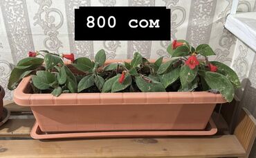 саженцы плодовых деревьев купить: Комнатные растения в горшках✅ готовые✅вместе с горшками✅ цены указаны