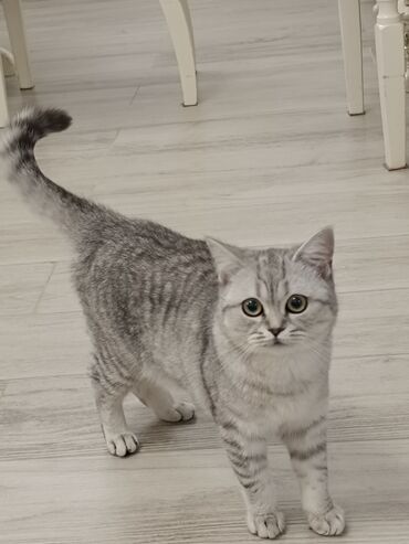 продается кошка: Продаю кошку британская, привитая чипированная имеется паспорт !!! +