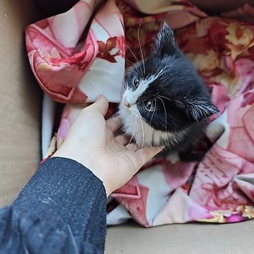 Отдам даром кошку: Кошка даром: Беспородная, 1 месяц, Мальчик — 3