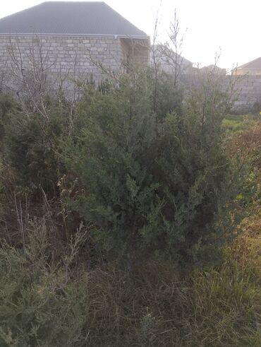 Şitillər: Satılır: iynəyarpaq şam ağacları (fidanlar) - Növ: Şam (Pinus) – — 19