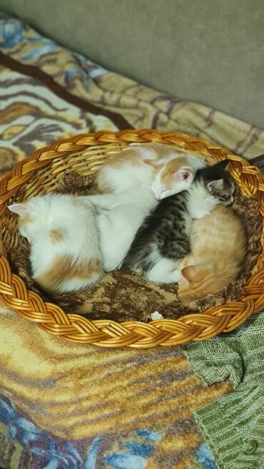 домашний котёнок: Самый лучший подарок- это живой активный малыш,который станет