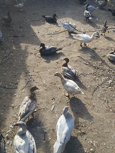 at satisi: Lal ördek Ler lavanda öküzü zümrüdü Macar 2 dişi 1 erkek 120 mnt tek — 10