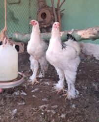 satiliq inekler: Toyuq, Brama, Damazlıq, Ünvandan götürmə, Ödənişli çatdırılma