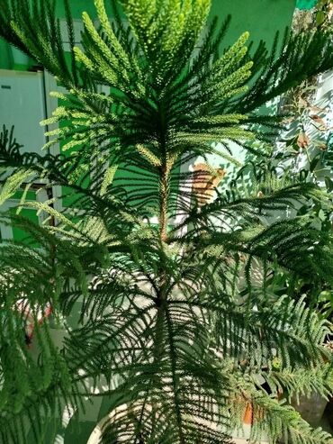 талас терек: Араукария (Araucaria heterophylla, «Норфолкская сосна») в кадке -