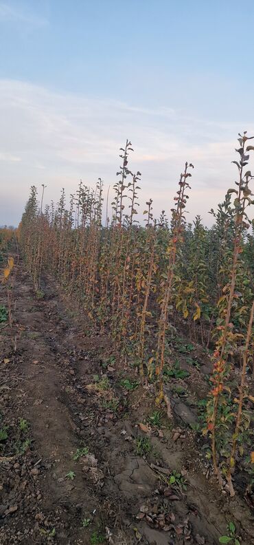 Tinglər: Meyvə tingləri – intensiv bağlar üçün - Növlər: alma və armud heyva — 5