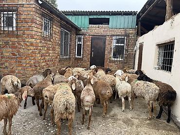Баран, овца: Продаю | Баран (самец) | Для разведения — 10