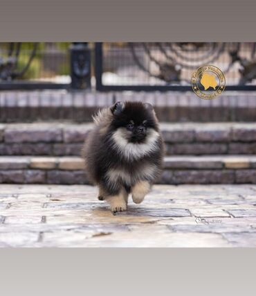 Продажа собак: Шпиц, 3 месяца, Самец, С прививкой, С родословной — 8