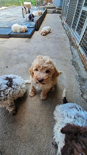Psi: Lagotto Romagnolo štenci Dostupni štenci Lagoto Romanjolo od roditelja — 4