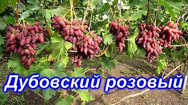 кожа быка: Виноград В розницу — 5