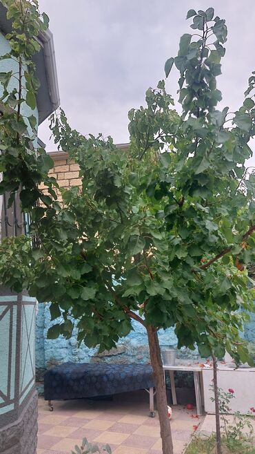 Həyət evləri və villaların satışı: Pirşağı qəs. 4 otaqlı, 182 kv. m — 61