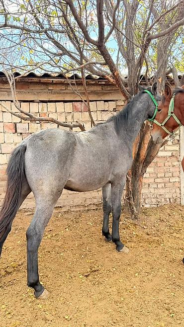 продажа собак в бишкеке: Продаю | Жеребец | Конный спорт — 3