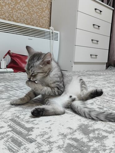 котята рэгдолл: Продаю котенка с полосатым серо-белым окрасом, напоминающим табби. У