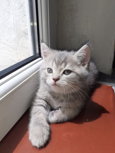 pişik qara: 47 дневный котенок чистокровный британская шиншилла мальчик,остался