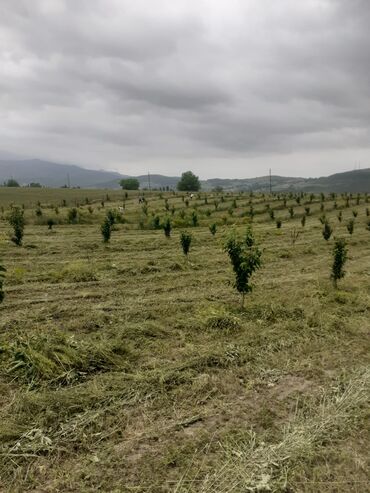 Landşaft işləri: Kupcalı 41 sot torpaq 20 sotda satilir — 30