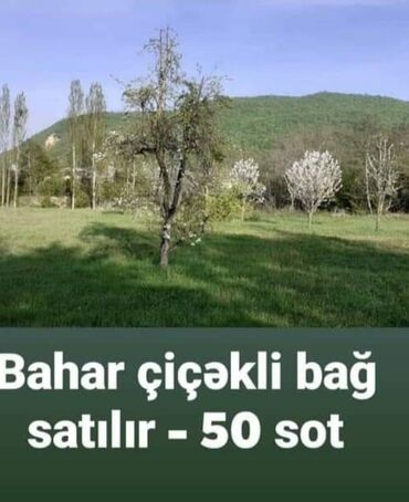 Torpaq sahələrinin satışı: 50 sot, Kənd təsərrüfatı, Mülkiyyətçi, Kupça (Çıxarış)