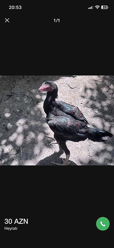 Xoruzlar: Barter edirem yerli toyuqlarla — 11