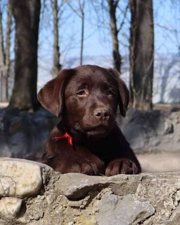 Psi: Izuzetna cokoladna štenad Labrador retrivera oštenjena 26. novembra — 5
