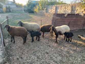 Коровы, быки: Salam.2 dene Ana bala Qirmizi qoyun 2 dene de Erkey quzu.Analar 1 ri 2