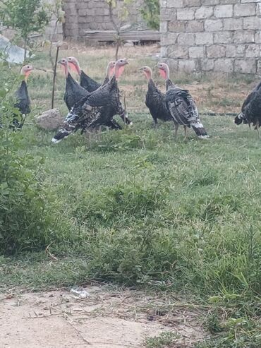 Inəklər, öküzlər: Erkək, Damazlıq, Ünvandan götürmə