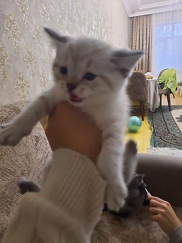 Pişiklər: Britan — 3