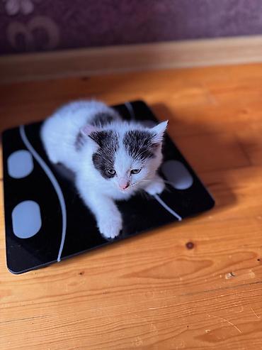 Pişiklər: Şotland — 11