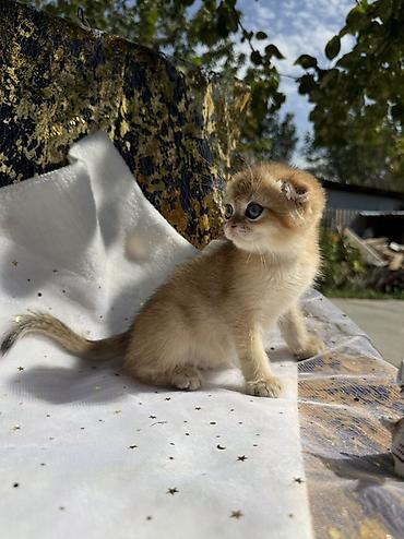 кошка майкун: Шотландский вислоухий котёнок, окрас золотая шиншилла (golden — 10