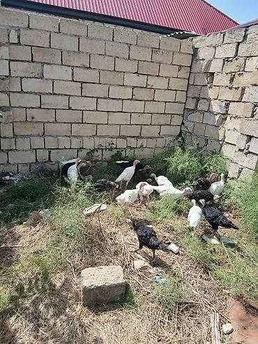 tap.az danalar: Hinduşka cücələri 2 aylıqdırlar tam sağlam hündüşqalardı qiymet — 4