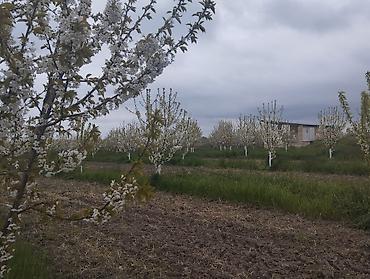 Torpaq sahələrinin satışı: 300 sot, Kupça (Çıxarış) — 18
