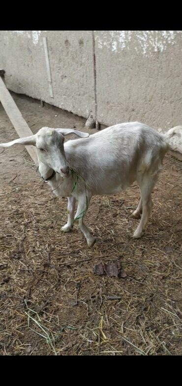 дойные коза: Продаю | Коза (самка), Козлёнок | Зааненская, Нубийская | Для разведения, Для молока | Племенные
