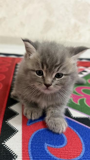 самоед щенок цена: 🐾 Продаются милые пушистые котята! 😻 Ищем любящих и заботливых хозяев — 2