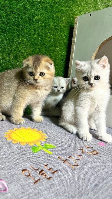 Pişiklər: Britan yastı qulaq, Erkək, Dişi, Yaxşı əllərə, Ünvandan götürmə, Pulsuz çatdırılma, Ödənişli çatdırılma — 76