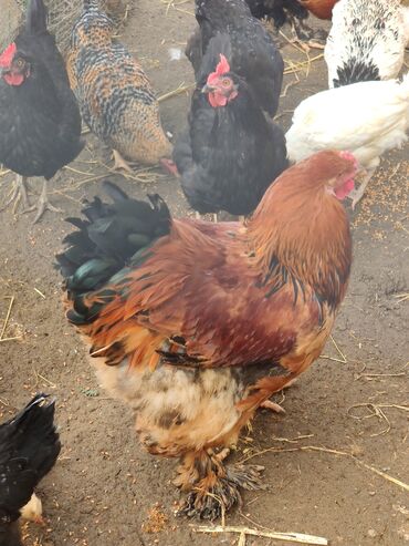 Xoruzlar: Xoruz, Brama, il: <1, Ünvandan götürmə — 7