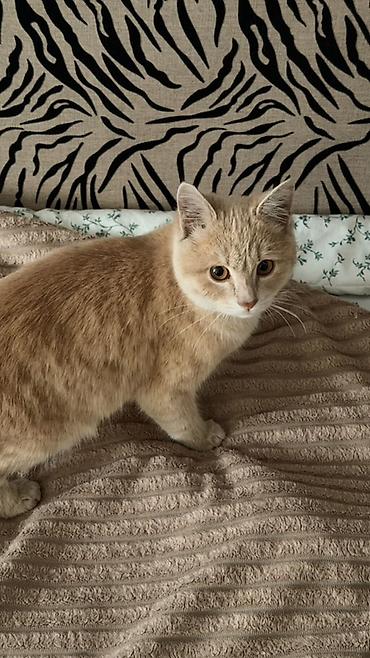 кошка домашный: Кошка даром: Беспородная, Мальчик, Приучена к лотку — 1