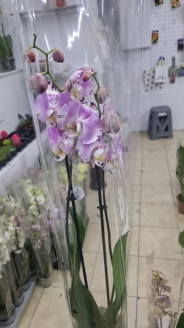 Digər bitkilər: Phalaenopsis orkide – saksıda, müxtəlif rənglərdə Məhsulun — 2