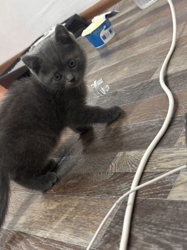 котенок в добрые руки: Британский короткошёрстный котёнок, окраса сплошной серый (blue)