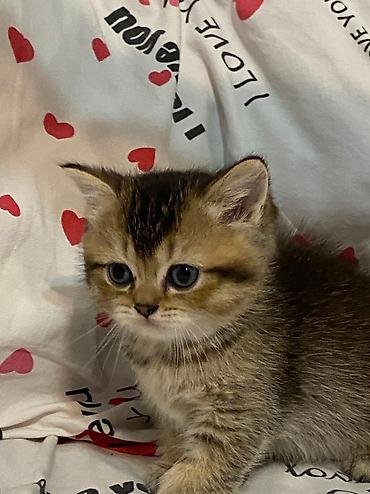 cutlesme pisik: Şotland yastı qulaq, Erkək, Dişi, Cütləşmə üçün, Ödənişli çatdırılma — 8
