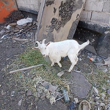 козы нубийские купить: Продаю | Коза (самка) | Для разведения — 4