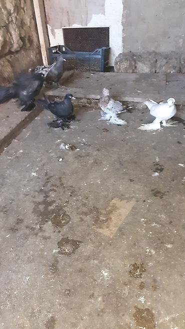 göyərcin: 6 eded iri lelekli kekilli quslar satilir hamisi bir nesildi — 3