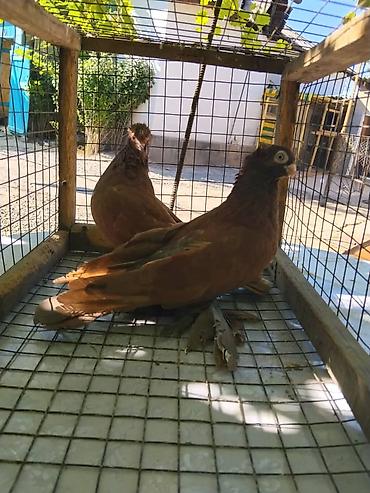 кошки бишкек купить: Продою пару красных — 2