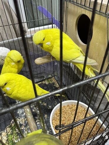 котята породистые купить: Qızğın çex erkəy satılır iri uzun quşdu qiymət 50 manat ünvan həzi