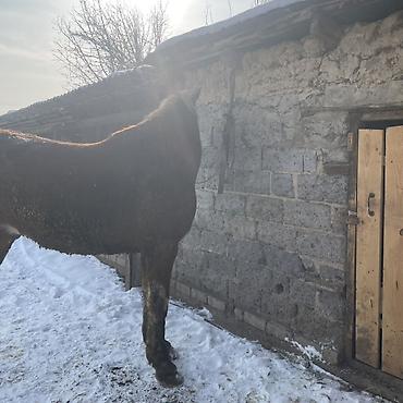 Лошади, кони: Продаю | Жеребец | Рабочий — 9