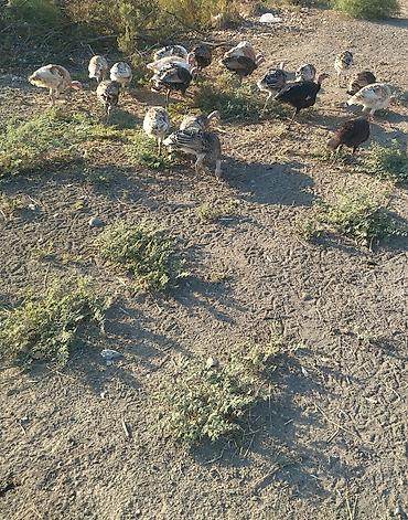 Hinduşka satılır biri 25 AZN lalafo.az -da Hinduşka satılır biri 25 AZN