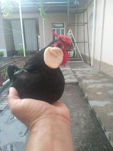 Minorka Ağ Qulaq. 3 Ədəd. 1 Xoruz 2 Yumurtayan Fərəsi. Barter Yoxdur! lalafo.az -da Minorka Ağ Qulaq. 3 Ədəd. 1 Xoruz 2 Yumurtayan Fərəsi. Barter Yoxdur!