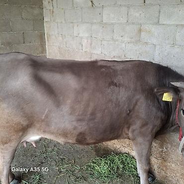 Коровы, быки: Продаю | Корова (самка) | Для молока — 4
